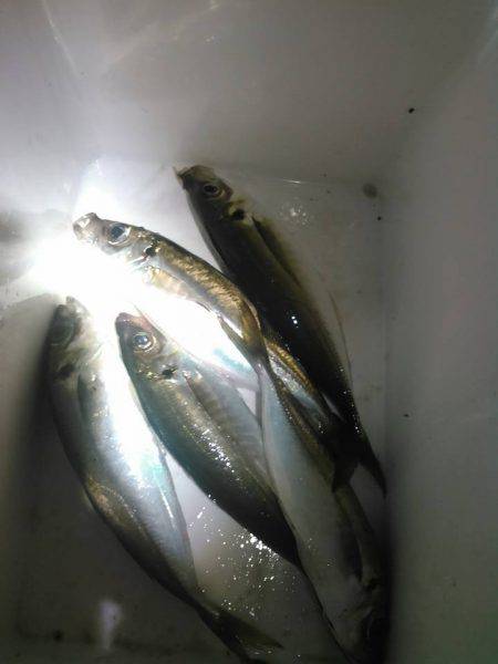 きょうはわいわいアジングの巻